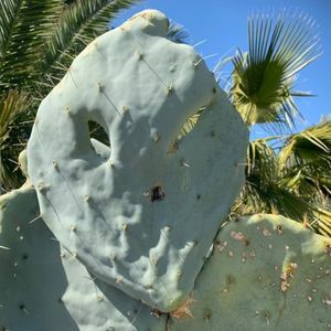 Meet your Posher, Pedro